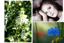 wlasciwosci-swietlika-lekarskiego