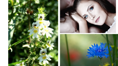 wlasciwosci-swietlika-lekarskiego