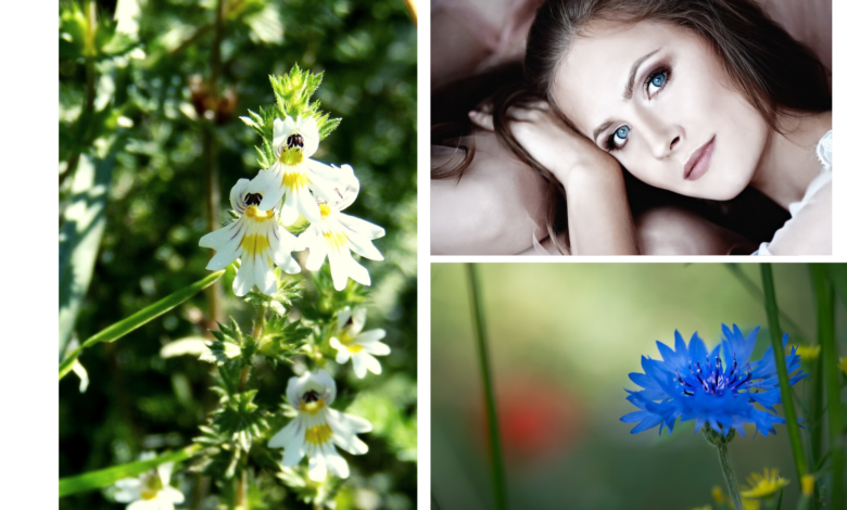 wlasciwosci-swietlika-lekarskiego