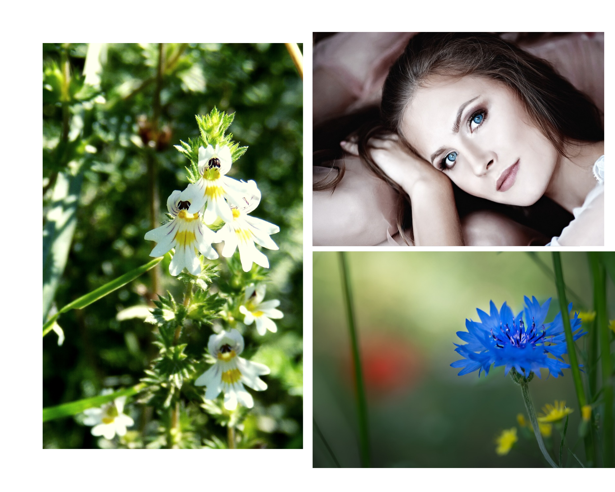 wlasciwosci-swietlika-lekarskiego