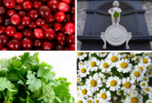 Domowe sposoby na zapalenie pęcherza