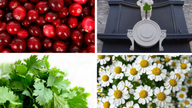 Domowe sposoby na zapalenie pęcherza