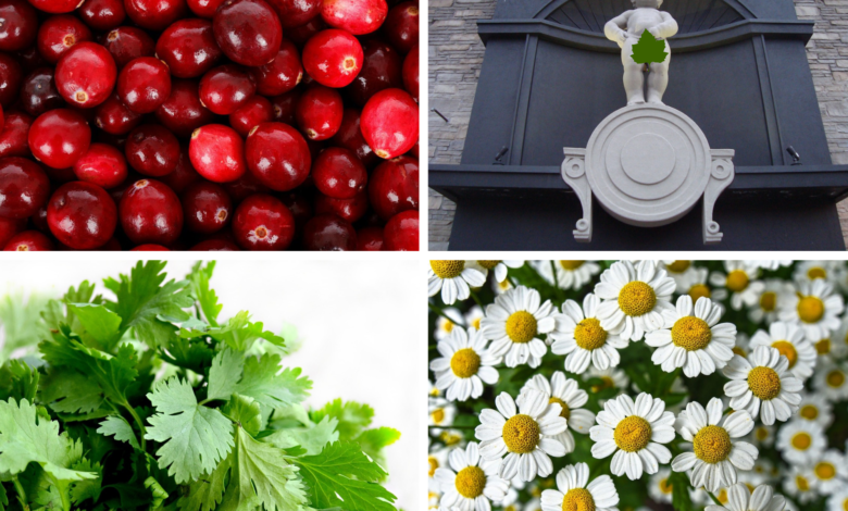 Domowe sposoby na zapalenie pęcherza