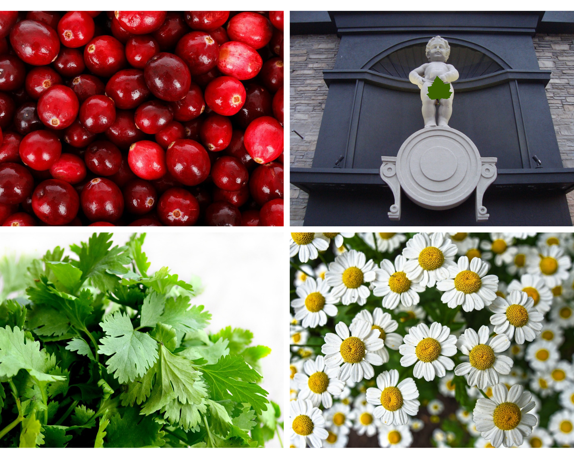 Domowe sposoby na zapalenie pęcherza