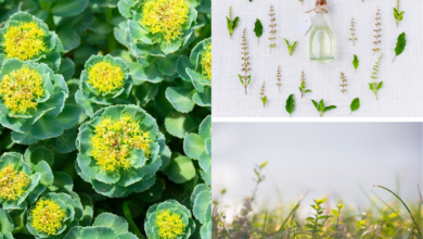 rozeniec-gorski-ziolo