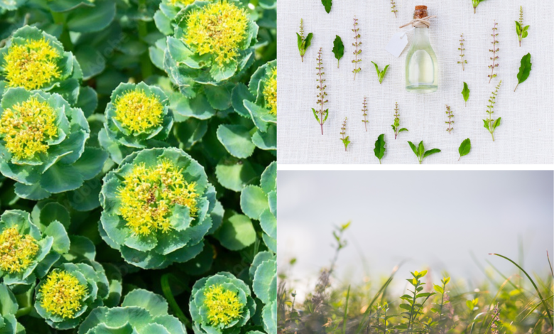 rozeniec-gorski-ziolo