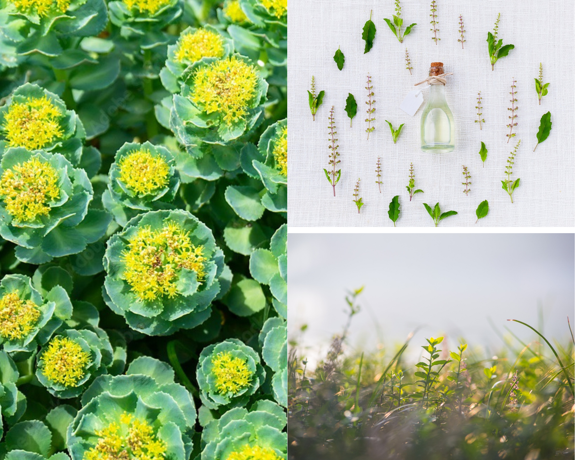 rozeniec-gorski-ziolo